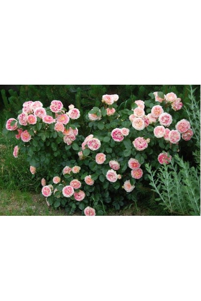 Троянда плетиста Цезарь кущ